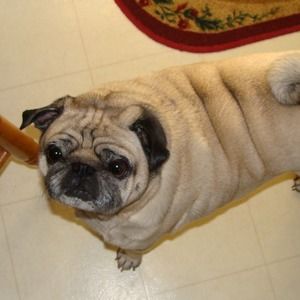 Meet your Posher, Marilyn